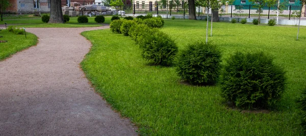 Una Fila Árboles Thuja Arbustos Esféricos Thuja Danica Parque Ciudad Fotos De Stock