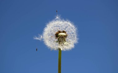 Tohumları rüzgarla savrulan bir karahindiba berrak mavi gökyüzünde.