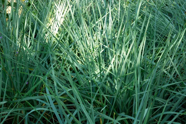 Buske Grönt Gräs Blomstersäng Närbild — Stockfoto