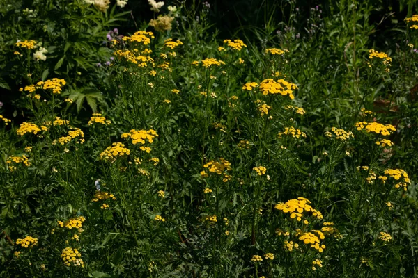 常见的田纳西州俗气 药用植物 黄色野花 — 图库照片