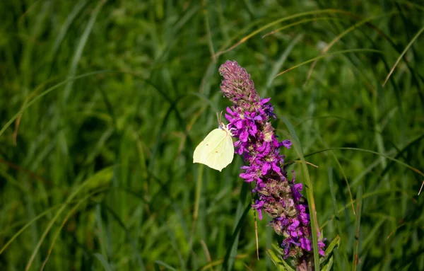 Білий Метелик Фіолетово Ліловий Луговій Квітці — стокове фото