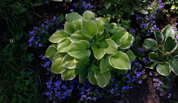 Flor Huésped Con Hojas Blanco Verdes Crece Parterre Jardín Campestre —  Fotos de Stock