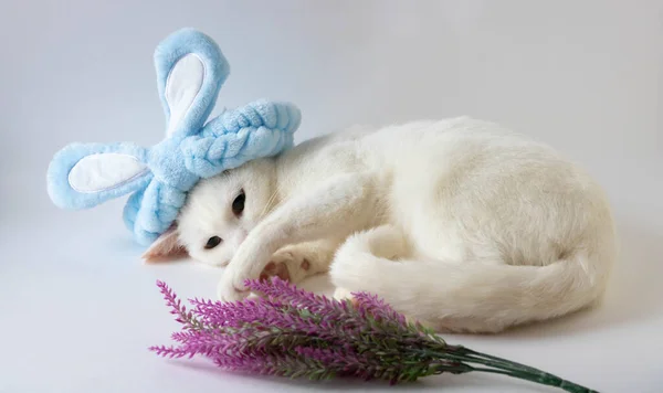 Пасхальная Белая Кошка Голубых Ушах Пространство Копирования Пасхальный Праздник Счастливая — стоковое фото