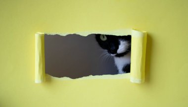 Beyaz ağızlıklı sevimli siyah kedi yavrusu sarı arka planda dikdörtgen bir deliğe bakıyor..