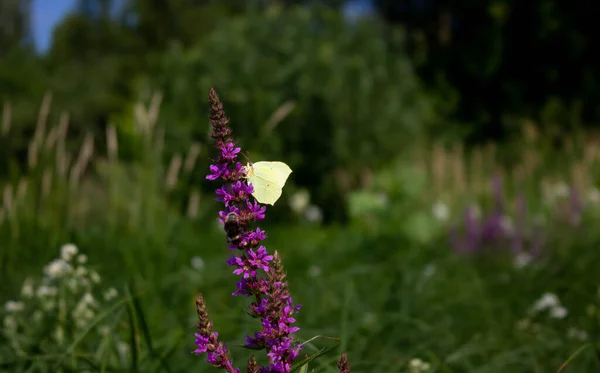 Ein Weißer Schmetterling Auf Einer Lila Lila Wiesenblume — Stockfoto