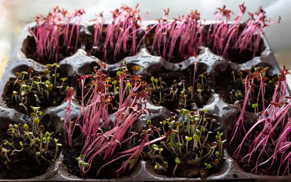 Foto Brotes Plántulas Listas Para Invernadero Fondo Primavera Plántulas Primavera — Foto de Stock