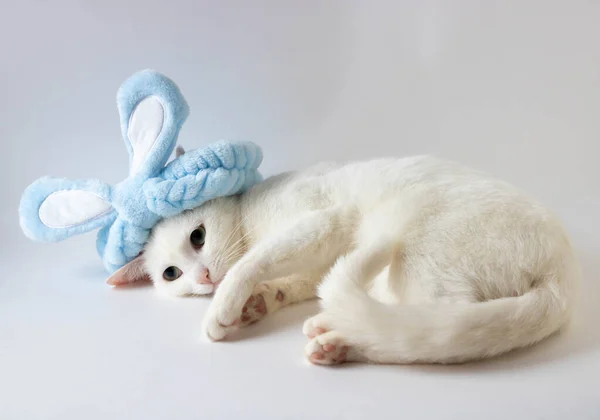 Gato Blanco Pascua Orejas Azules Conejo Espacio Para Copiar Celebración — Foto de Stock