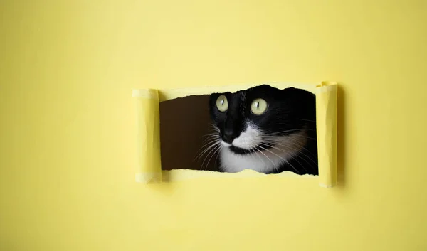 Cute Czarny Kotek Białym Pyskiem Podgląda Prostokątnej Dziury Żółtym Tle Zdjęcie Stockowe