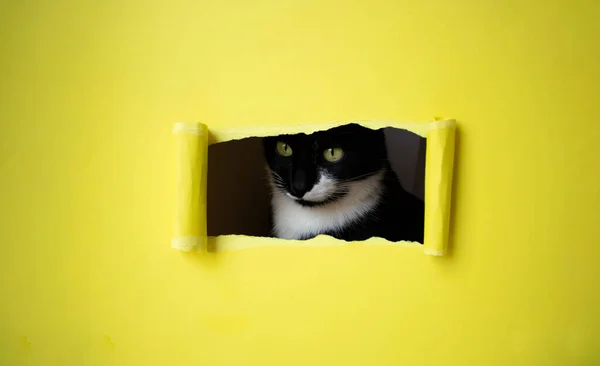 Roztomilé Černé Kotě Bílým Čenichem Nakukuje Obdélníkového Otvoru Žlutém Pozadí — Stock fotografie