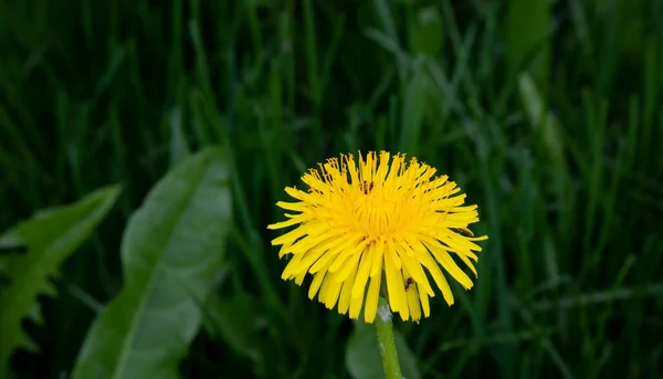 Dandelion Amarelo Fundo Grama Verde Campo — Fotografia de Stock