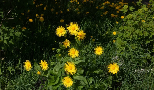 Amarillo Aster Flores Doronicum Oriental Parterre Día Soleado Brillante —  Fotos de Stock
