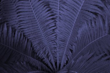 Güzel eğrelti otu yaprakları. Leylak eğreltiotu arkaplanı. 2022 'nin yeni trend rengi çok moda..