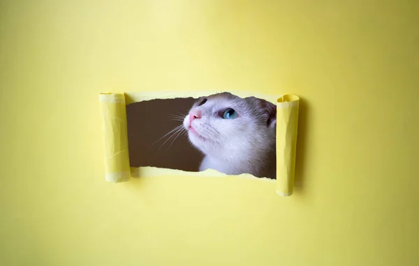 Nettes Weißes Kätzchen Guckt Ein Rechteckiges Loch Auf Gelbem Hintergrund — Stockfoto