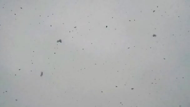 雪の概念 白い背景に雪の結晶が落ちる — ストック動画