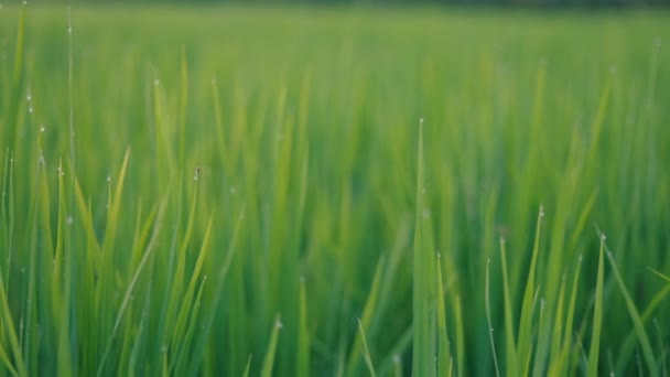 Sluit Groene Jonge Rijstveld Textuur Met Wind Waait Slider Schot — Stockvideo