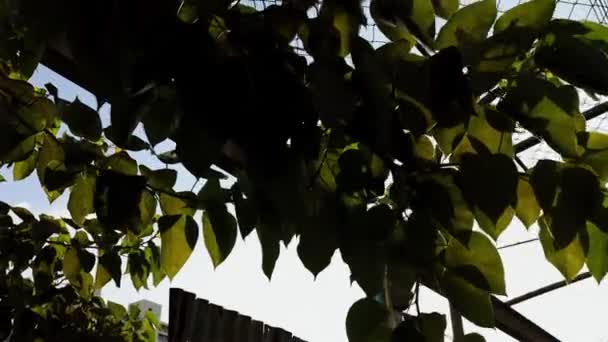 Árvore Natural Deixa Lentamente Campo Durante Pôr Sol Conceito Ambiente — Vídeo de Stock