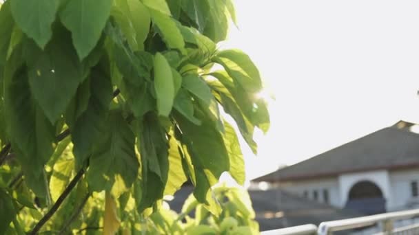 Зелене Дерево Листя Сяючий Сонце Тропічний Фон Міському Місті — стокове відео