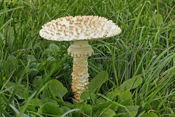 Mature Specimen Mushroom Vittadinii Lepidella — Stock Photo, Image