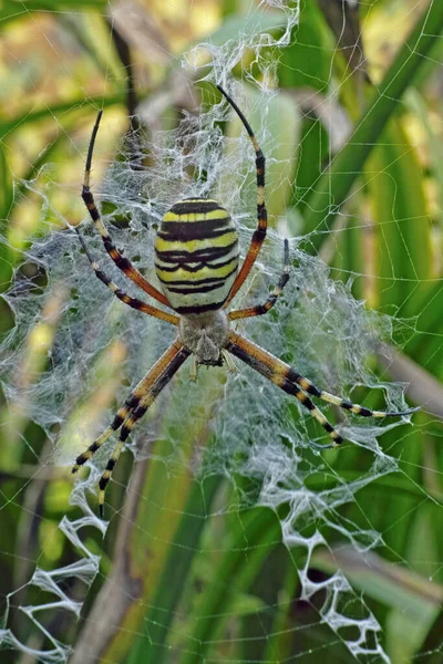 Μια Αράχνη Σφήκα Argiope Bruennichi Στον Ιστό Της — Φωτογραφία Αρχείου