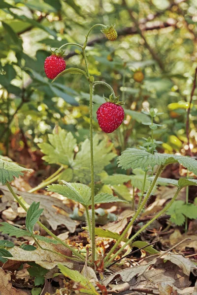Plant Ripe Fruits Wild Strawberry Fragaria Vesca — Stock Photo, Image