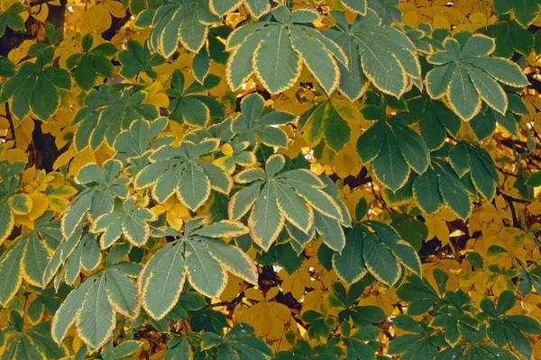 晩秋の馬栗の葉の紅葉 — ストック写真
