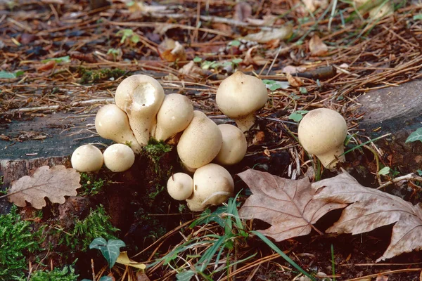 Some Young Specimens Pear Shaped Puffball Mushroom Apioperdon Pyriforme Lycoperdaceae — Stock Photo, Image