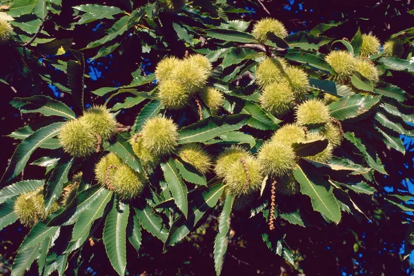 Branches Chestnut Many Unripe Curly Early Fal — 图库照片