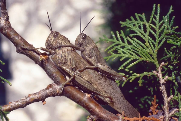 Szöcskék Egyiptomi Sáska Párzásban Anacridium Aegyptium Acrididae — Stock Fotó