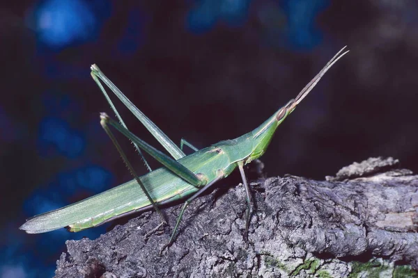 Espécime Gafanhoto Cabeça Cônica Acrida Ungarica Mediterranea Acrididae — Fotografia de Stock