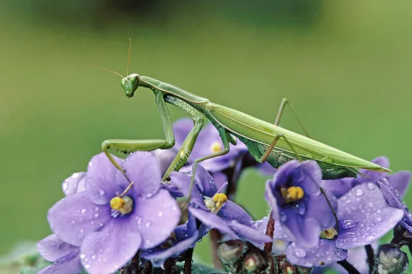 Adult Female Green Praying Mantis Rest Violet Flowers — Fotografia de Stock