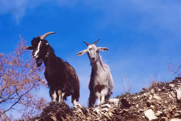 Specimens Domestic Goat Capra Hircus Bovidae — Foto de Stock