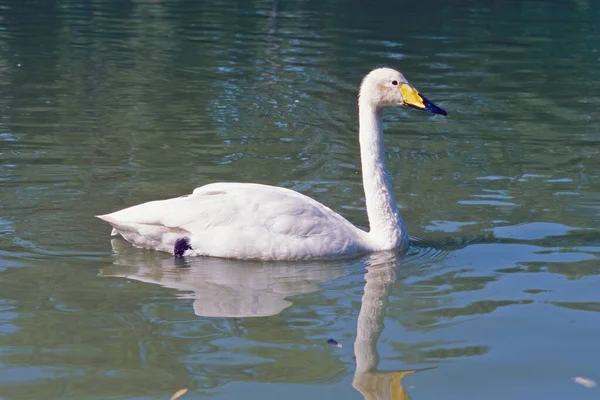 Cisne Whooper Nada Pequeno Lago Cygnus Cygnus Anatidae — Fotografia de Stock