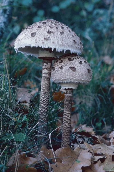 Two Young Specimens Parasol Mushroom Macrolepiota Procera Lepiotaceae — Stock Photo, Image