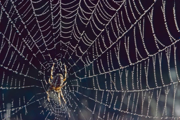 Spin Zijn Net Met Waterdruppels Gekroonde Lichtbol Araneus Diadematus Araneidae — Stockfoto