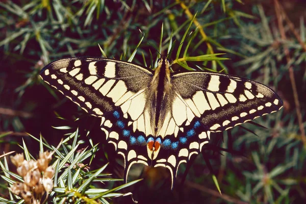 Cola Golondrina Del Viejo Mundo Sobre Arbusto Papilio Machaon Papilionidae — Foto de Stock