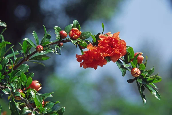 Árbol Granada Rama Con Flores Brotes — Foto de Stock