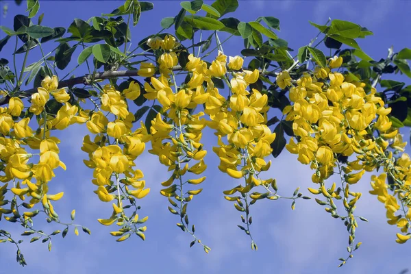Racemes Golden Chain Full Bloom Laburnum Anagyroides Fabaceae — Stock Photo, Image