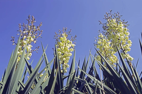 Moundlily Yucca Blooming Yucca Filamentosa Agavaceae — Foto de Stock