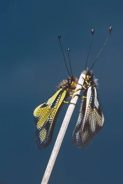 Dva Exempláře Sovy Síry Spočívající Bylinné Rostlině Ascalaphus Coccajus Ascalaphida — Stock fotografie