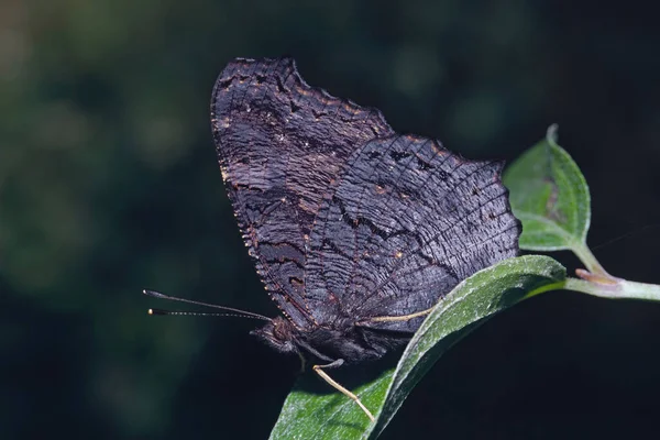 Δείγμα Πεταλούδας Ευρωπαϊκό Παγώνι Στηρίζεται Φύλλο Κλειστές Φτερούγες Aglais Νυμφαλίδες — Φωτογραφία Αρχείου