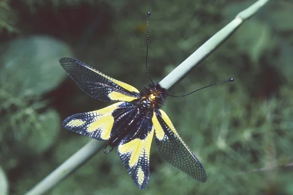 Baykuş Sülfür Erkek Örneği Libelloides Coccajus Ascalaphidae — Stok fotoğraf