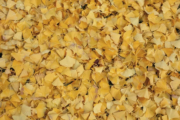 Liście Miłorzębu Spadły Jedną Noc Jesienią Ginkgo Biloba Ginkgoaceae — Zdjęcie stockowe
