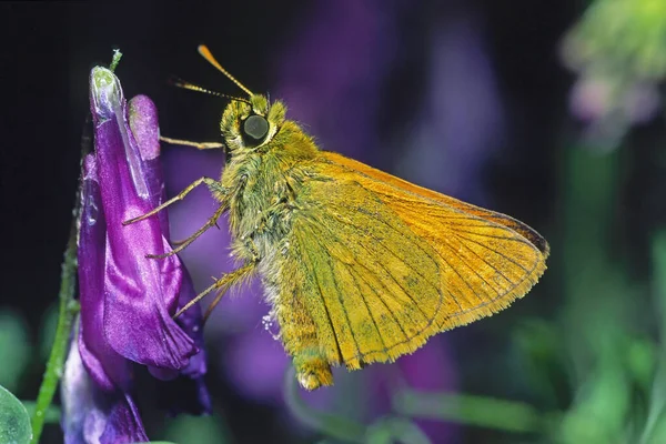 Espécimen Mariposa Pequeño Patrón Thymelicus Sylvestris Hesperiidae — Foto de Stock