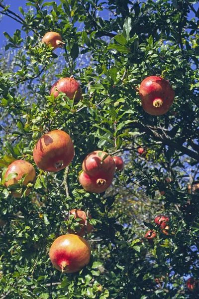 detail of the fruits and foliage of pomegranate plant, Punica granatum, Lythraceae