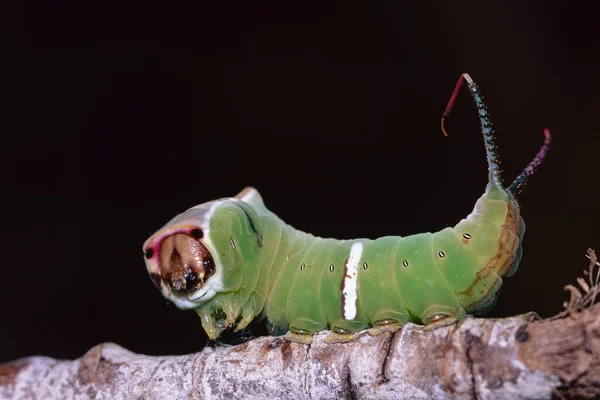 Puss Moth Oruga Pose Defensiva Cerura Vinula Notodontidae Imagen De Stock
