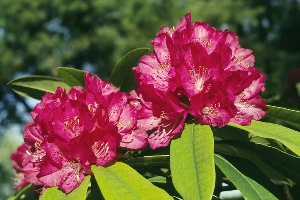 Květy Listy Stromů Rododendron Rhododendron Arboreum Ericaceae — Stock fotografie