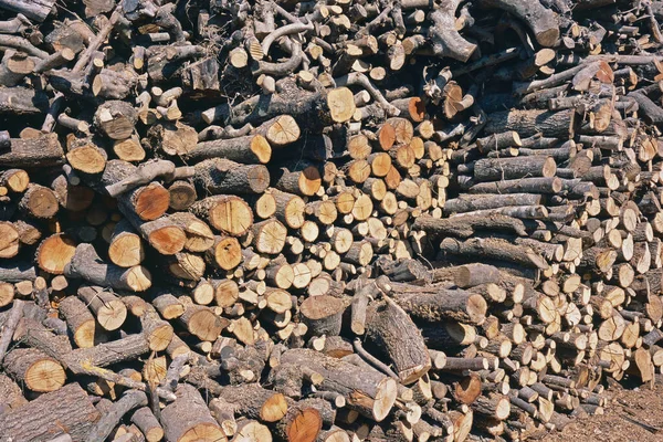 Kereste Bir Sürü Ağaç Gövdesi Dallar Kesilmiş Açılmış — Stok fotoğraf