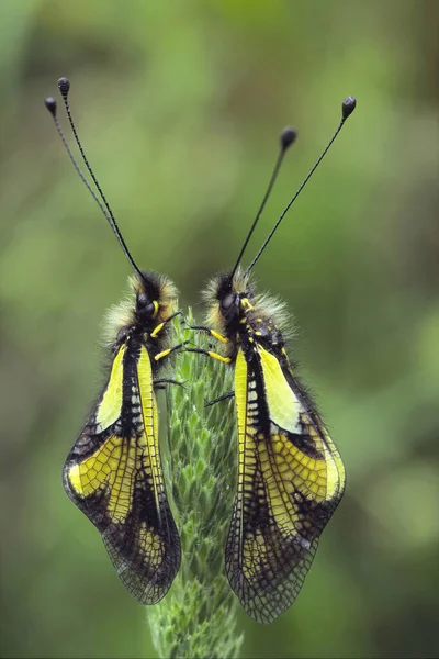 Exempláře Sovy Síry Spočívající Bylinné Rostlině Ascalaphus Coccajus Ascalaphidae — Stock fotografie