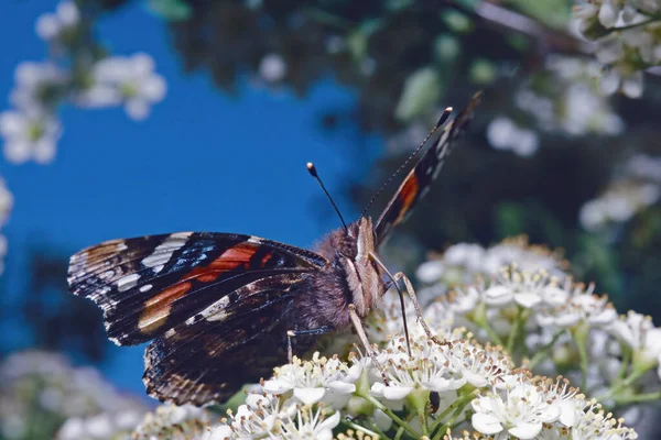 Красная Восхитительная Бабочка Высасывающая Гнезда Маленькие Белые Цветки Ванесса Аталанта — стоковое фото