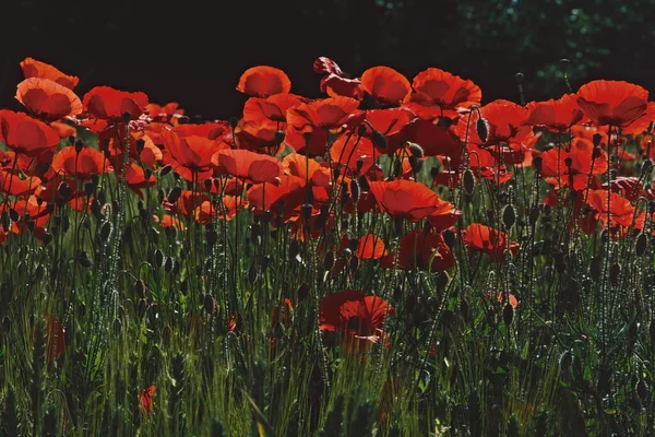 Beaucoup Coquelicots Pleine Floraison Rétro Éclairé Papaver Rhoeas Papaveraceae — Photo